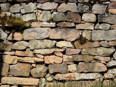 Nature wall sunlit wall busy wall