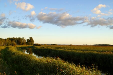 Nature reserve nature grasses