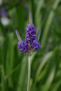 Lavandula flower fragrance photo