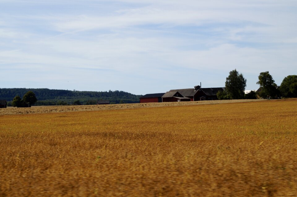 Golden ripe yellow