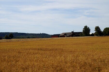 Golden ripe yellow