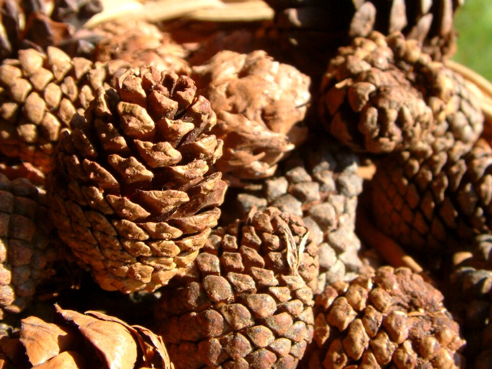 Natural brown pineapple