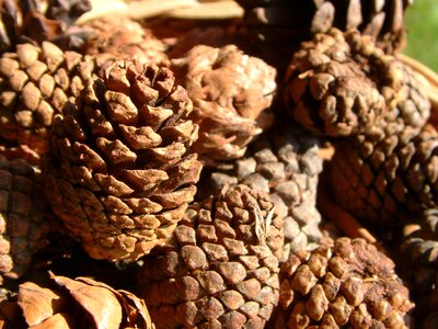 Natural brown pineapple