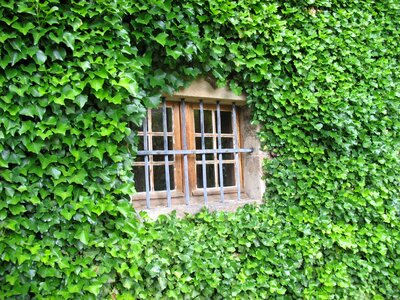 Green creeper growth photo