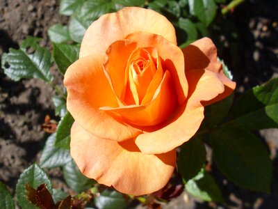 Orange blooming petals photo