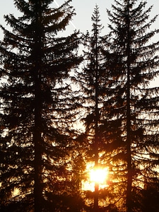 Backlighting tree trunks mood photo