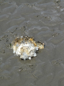 Crassostrea pacifica crassostrea gigas animal