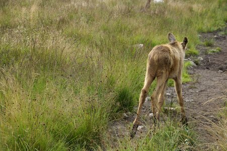 Sweden young elk park photo