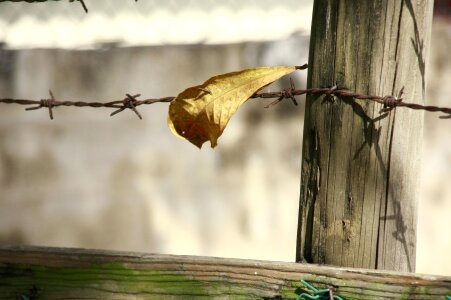 Outdoor fence brown border photo