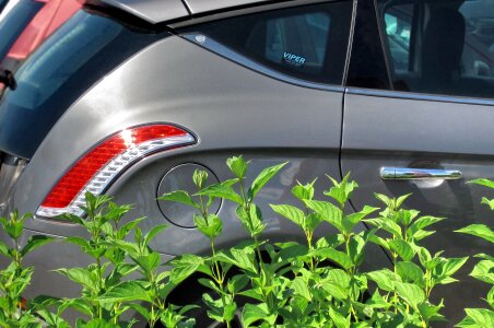 Ecosystem plant green