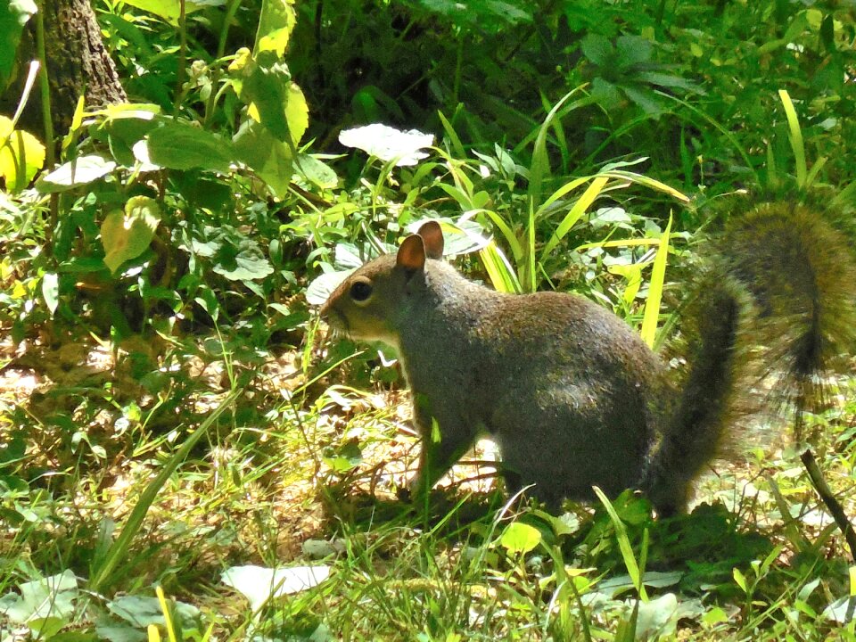 Animal forest wildlife