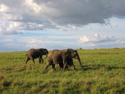 Elephant kenya savannah photo