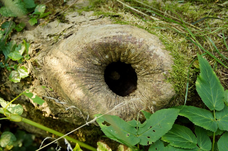 Asthöhle tree cave tribe