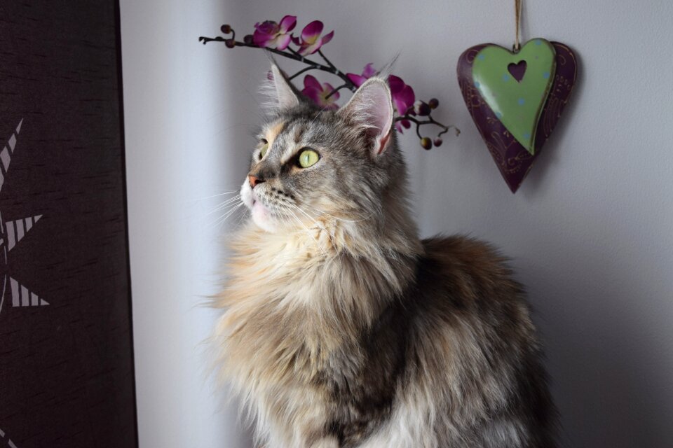 Pet cat face domestic cat