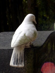 Dove cemetery tombstone