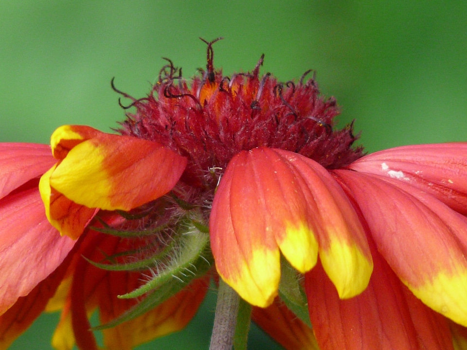 Asteraceae flower blossom