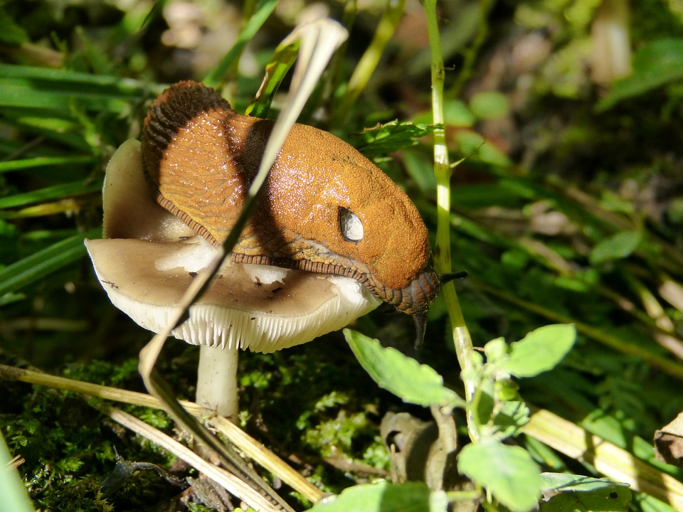 Eat nature forest