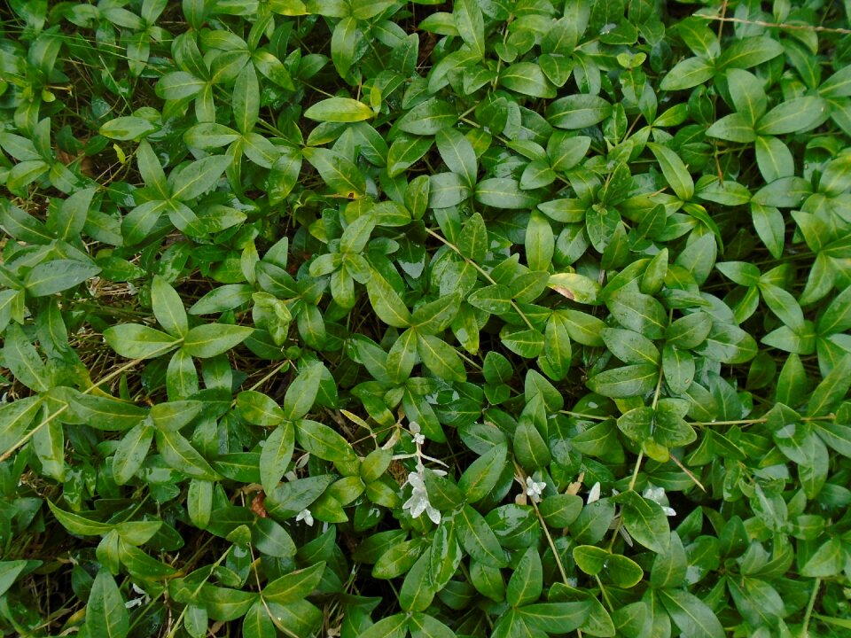 Climbing plants green nature