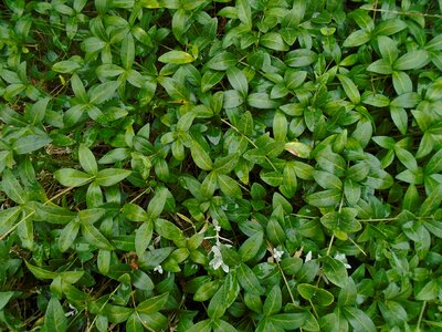 Climbing plants green nature