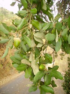 Oak plant mediterranean