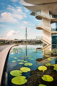 Mbs landscape lotus
