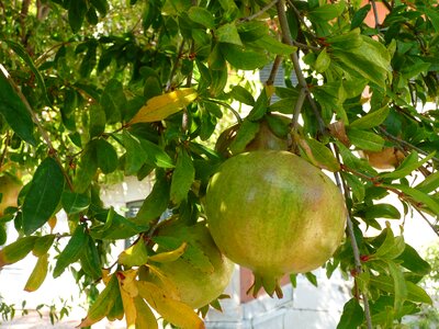 Fruit garnet apple france photo