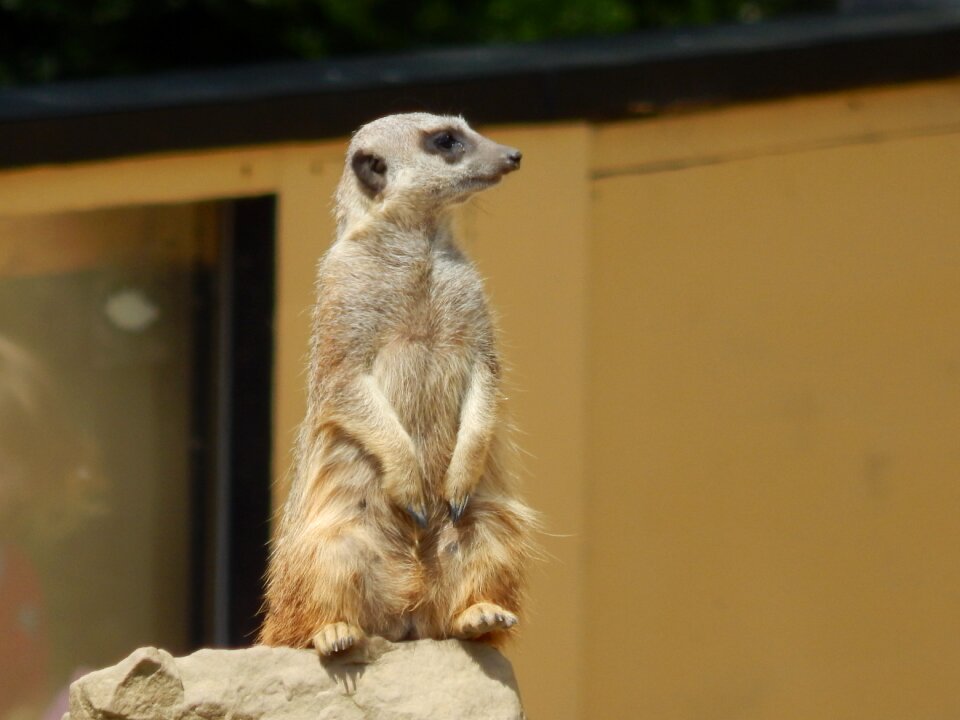 Zoo desert guard