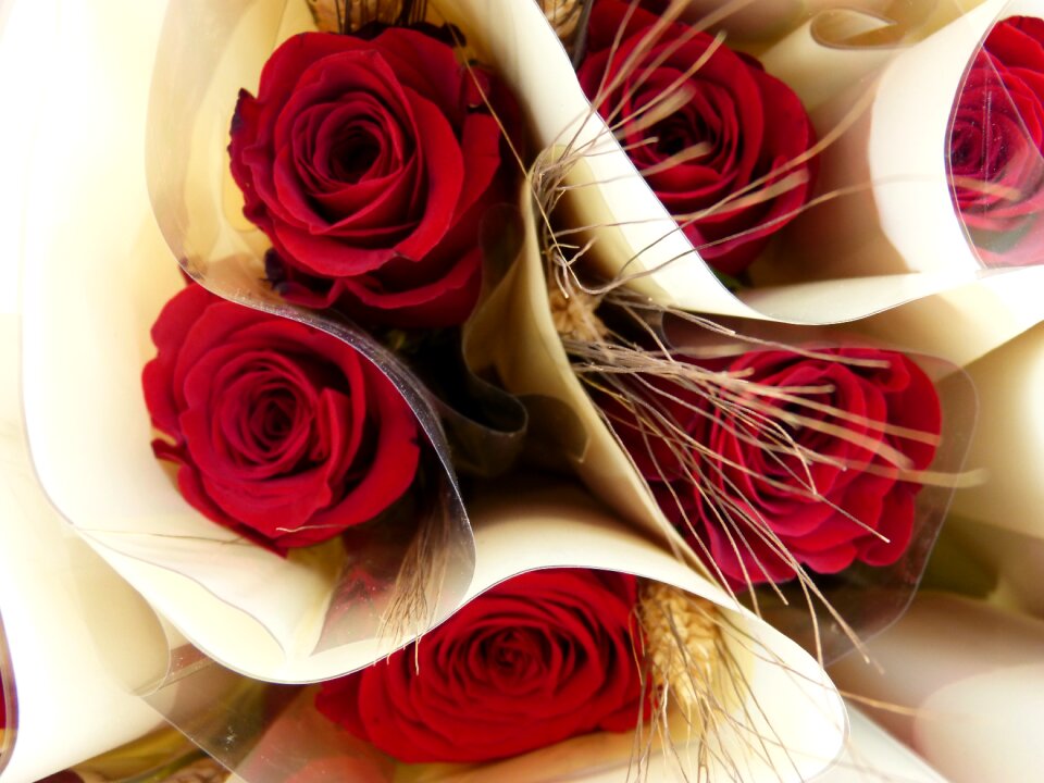 Stem red sant jordi