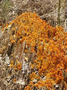 Lichen rock orange photo