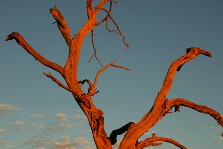 Morning sun dead