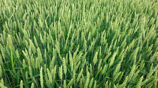 Nature harvest arable
