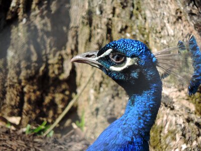 Pheasant curitiba zoo