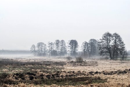 Winter meadow dawn
