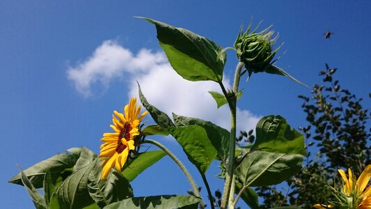 Blue yellow flora