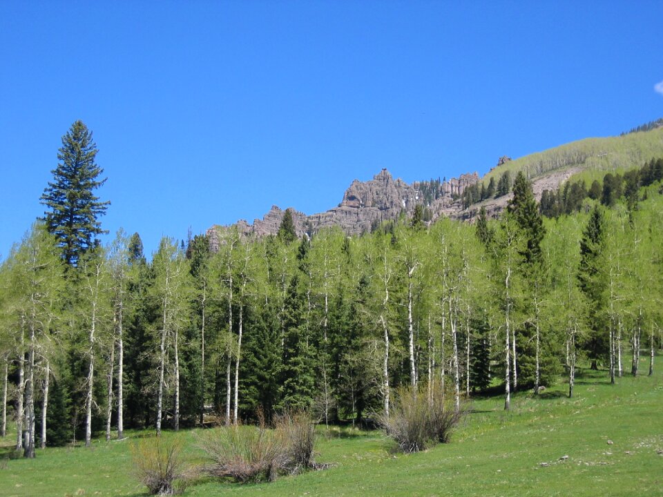 Forest colorado woods