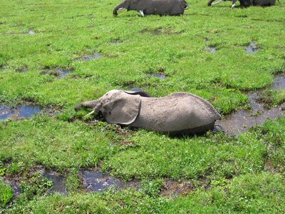 Elphant kenya bath