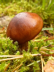 Forest nature plant