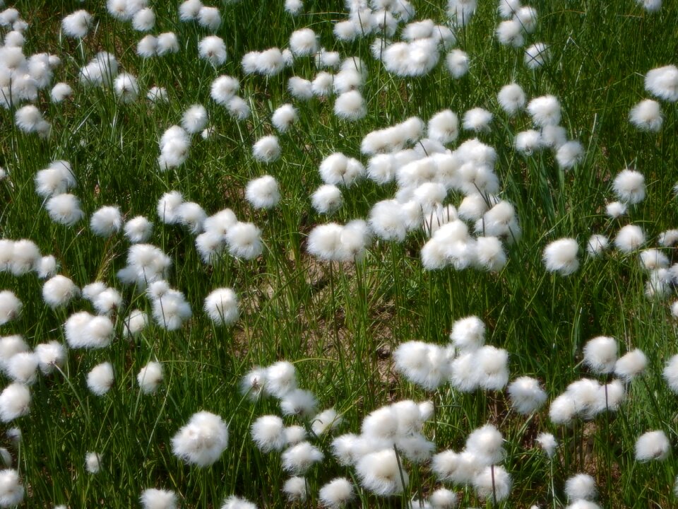 Fluffy white field of flowers