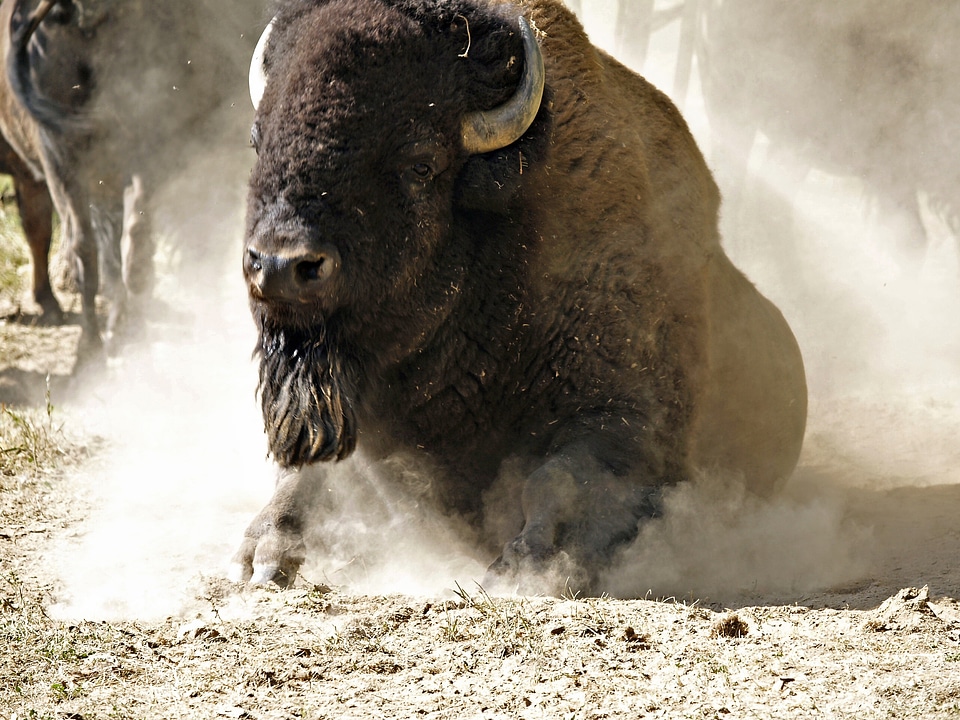 Animal get up dusting