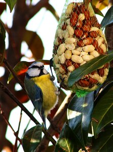 Domestic bird nature animals