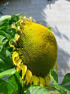 Nature summer plant