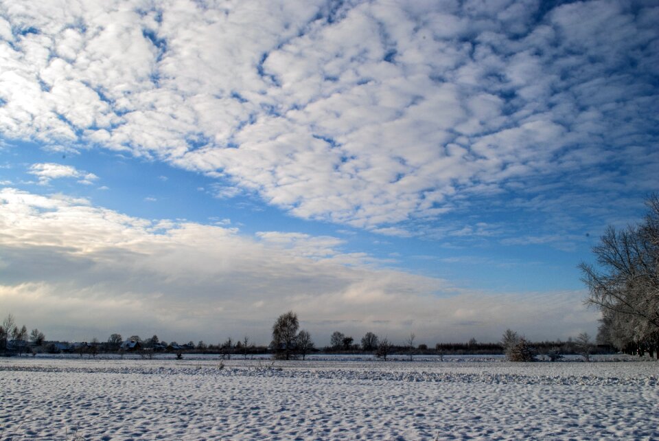 Tree biel landscape