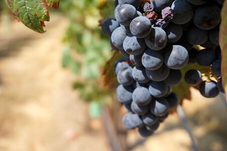 Wine vineyard grape vine photo