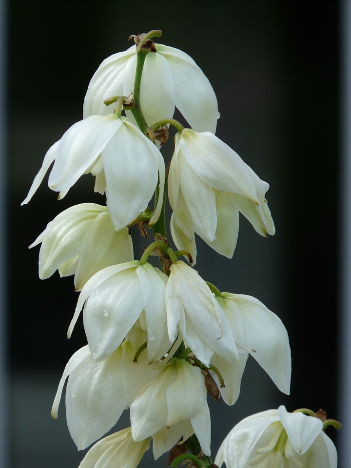 Lilies flower blossom