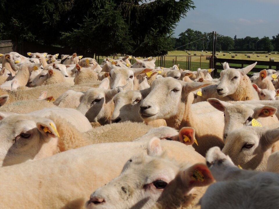 Animals herd breeding