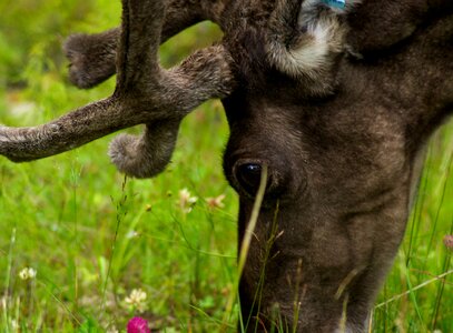 Finland reindeer deer