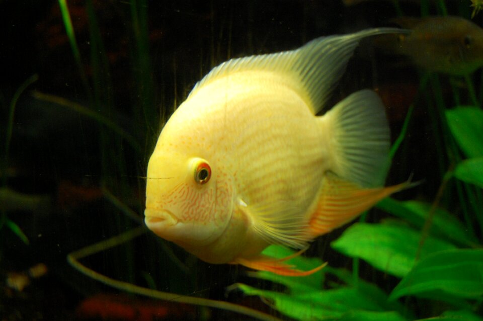 Underwater world underwater yellow