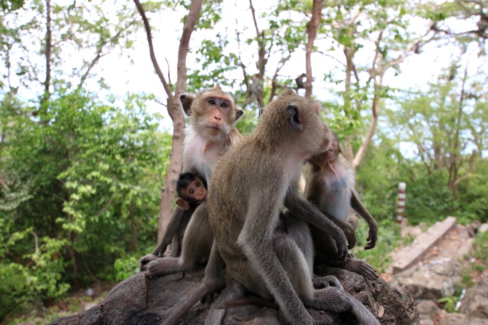Monkey monkey ball monkey mother