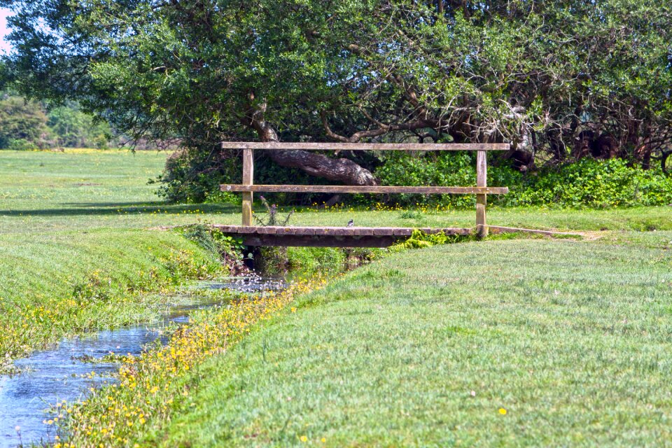 Wooden landscape nature