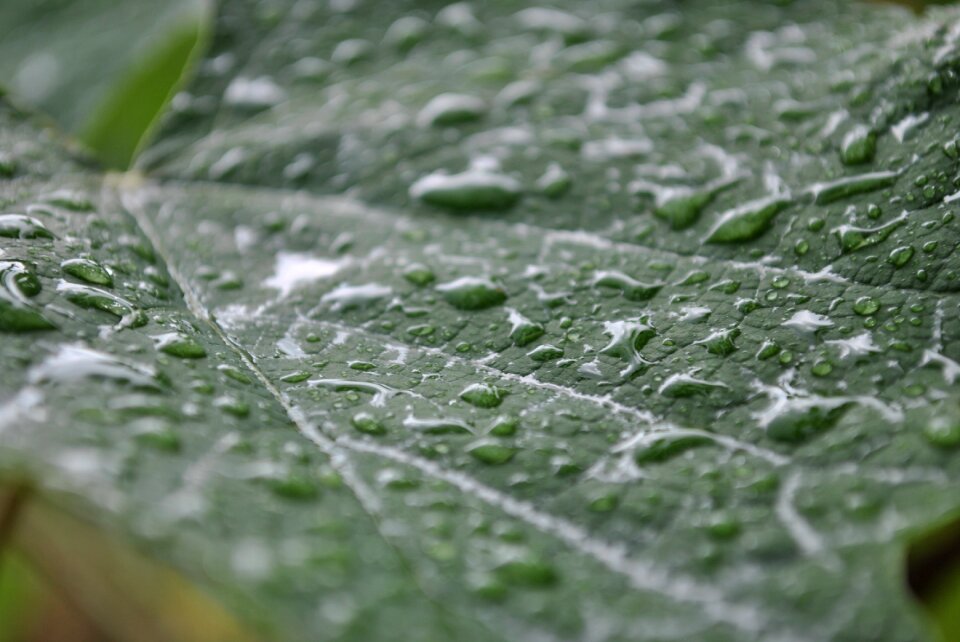 Rain green garden